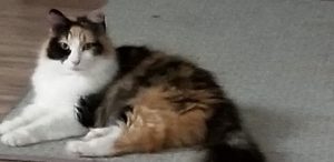 Mo Cats with Cleo